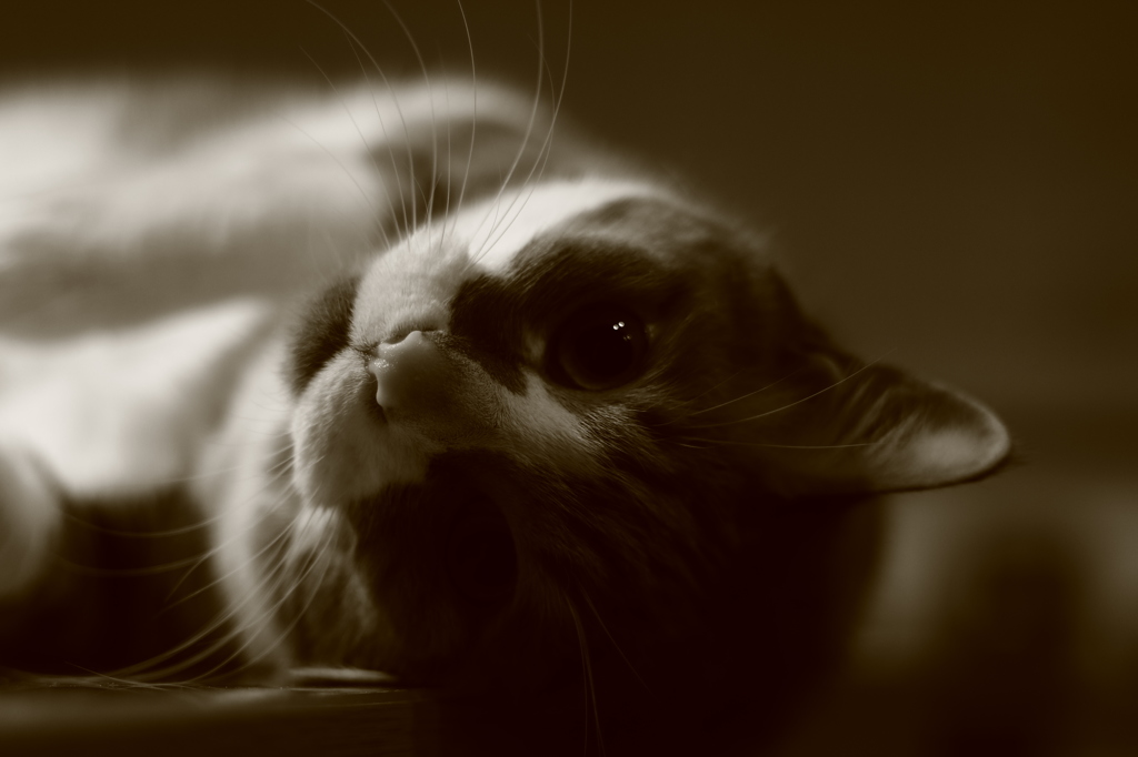 うちの　肥満ねこ