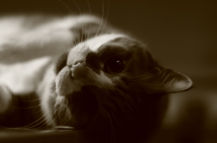 うちの　肥満ねこ