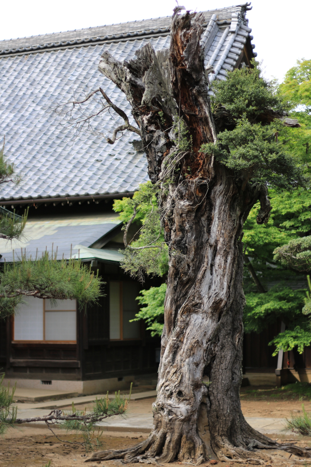 武蔵野・樹立