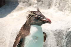 イワトビペンギン