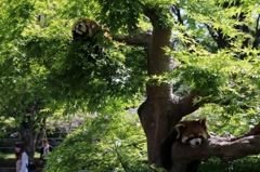 暑くてだレッサーパンダ