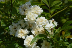 '15モッコウバラ２