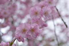 '17　八幡掘りの桜2