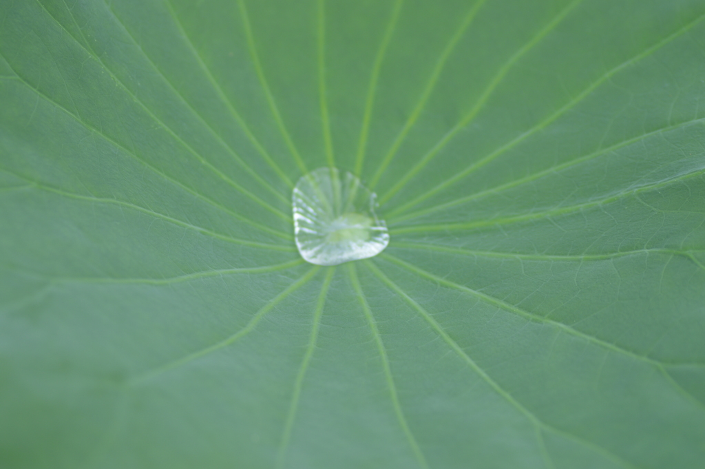夏の思い出