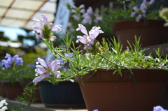 近江八幡の初夏の花３