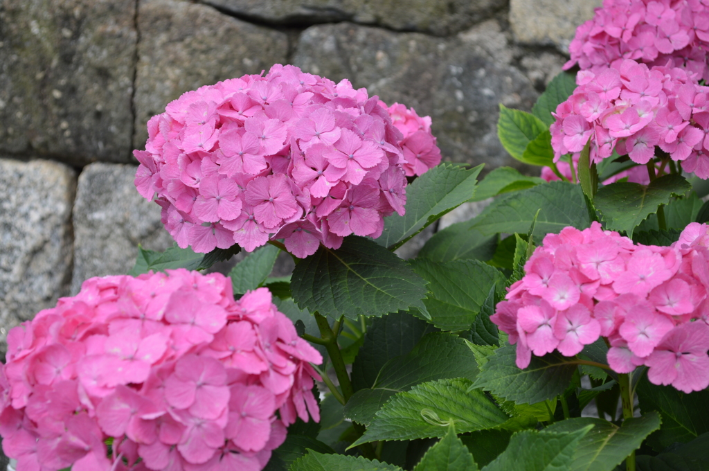 八幡掘りの紫陽花２