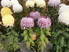 '15菊の品評会１