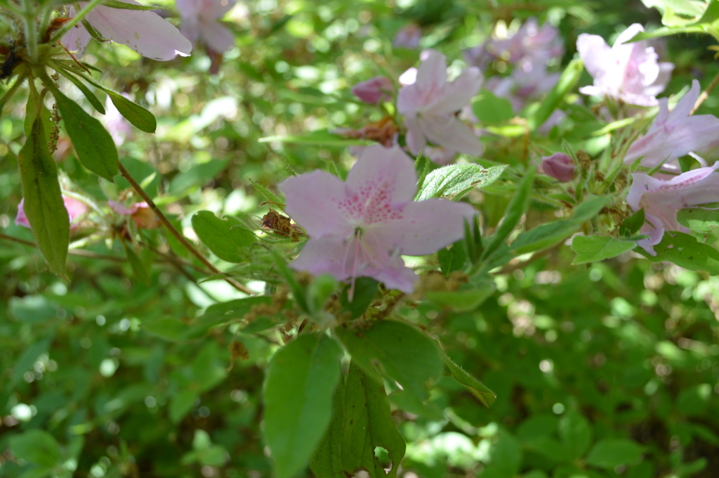 '15シャクナゲ１