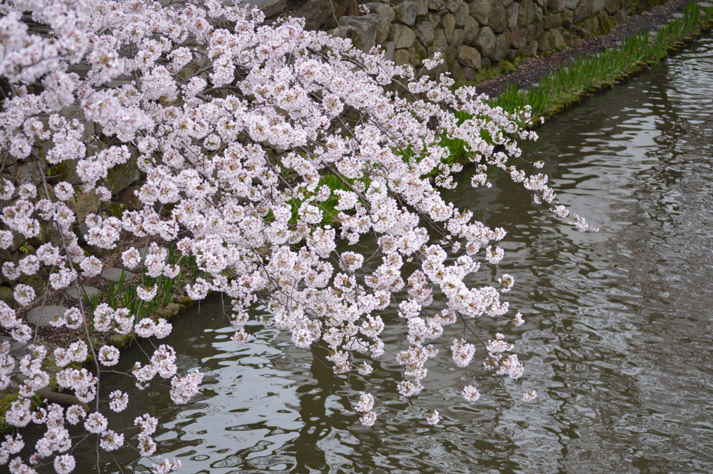 '17　八幡掘りの桜