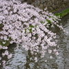 '17　八幡掘りの桜
