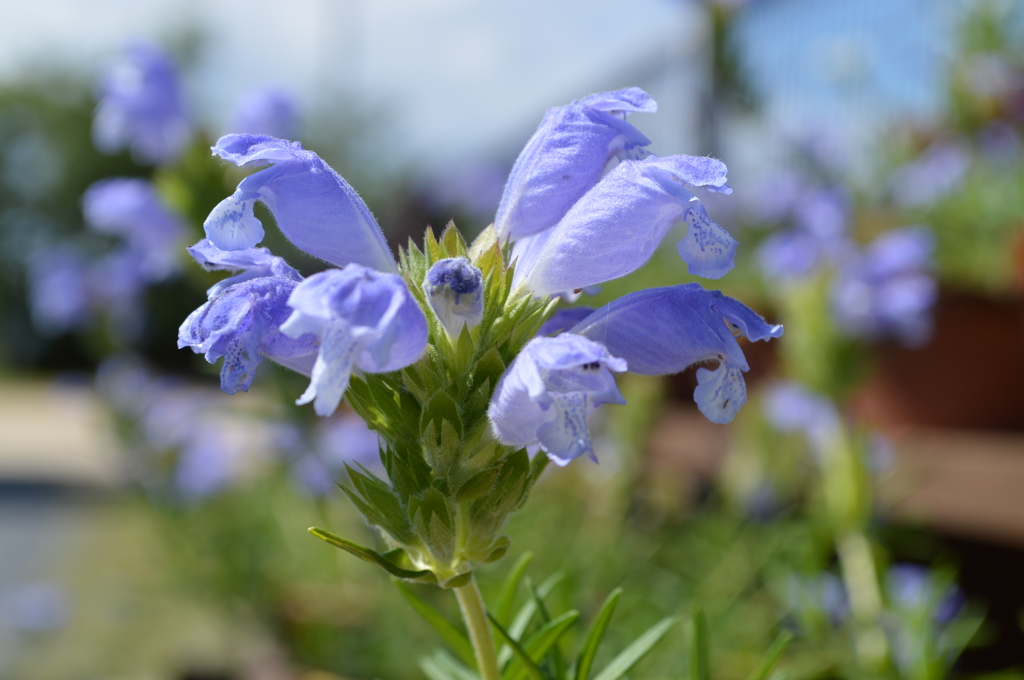 近江八幡の初夏の花１