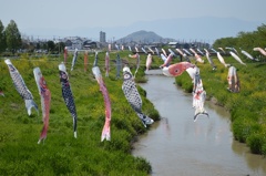 '15白鳥川の鯉幟2
