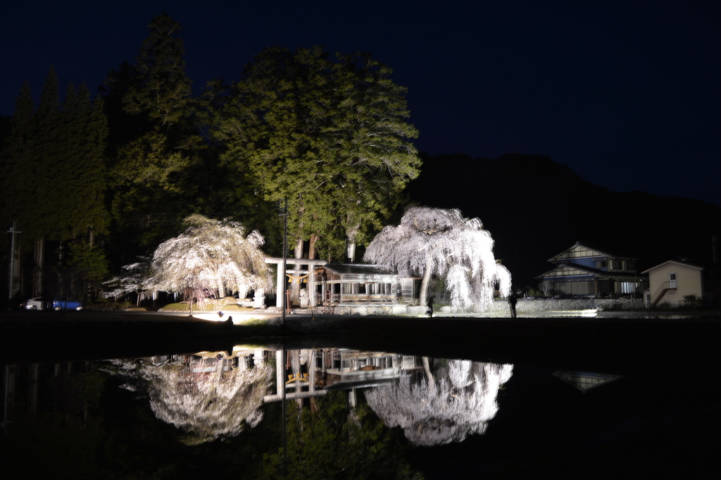 夜桜見物