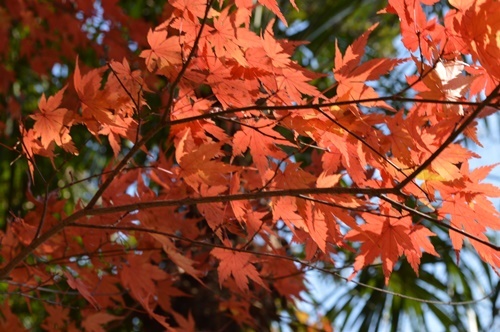 日牟禮神社の紅葉