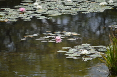 睡蓮-5