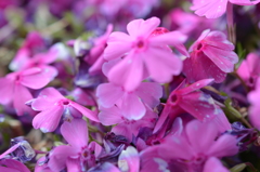 芝桜１