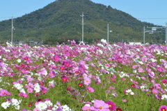 '15コスモス10