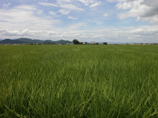 田舎の夏