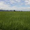 田舎の夏