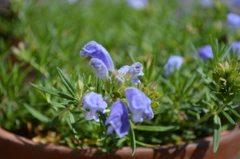 近江八幡の初夏の花２