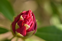 蕾から１