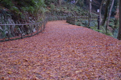 紅葉の絨毯