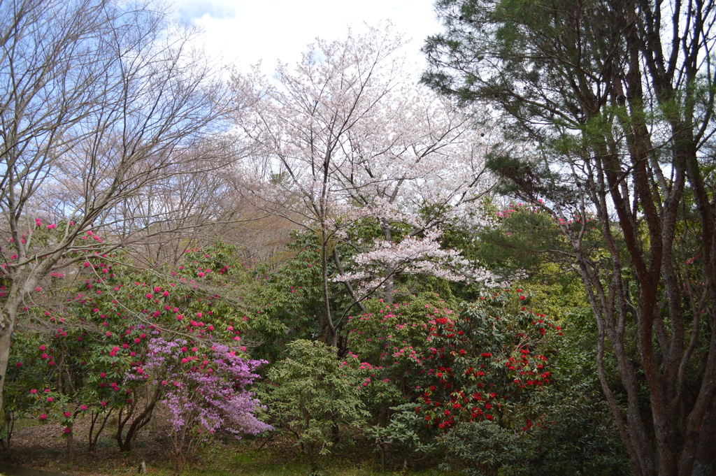 春の花の競演