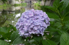 八幡掘りの紫陽花１