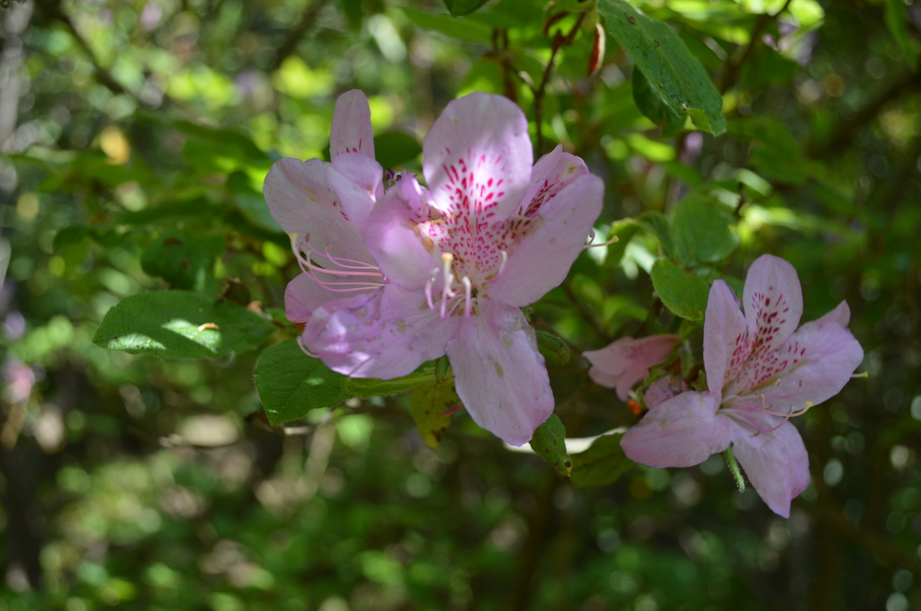 '15シャクナゲ３