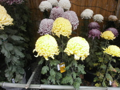 '15菊の品評会２