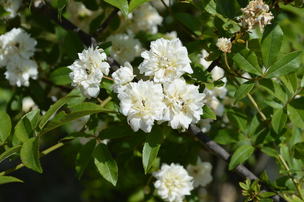 '15モッコウバラ１