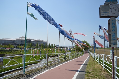 '15白鳥川の鯉幟１