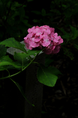 紫陽花3