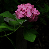 紫陽花3