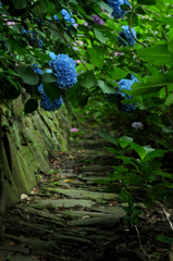 紫陽花2