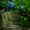 紫陽花2