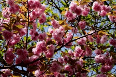 諏訪湖の牡丹桜