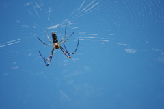sky spider