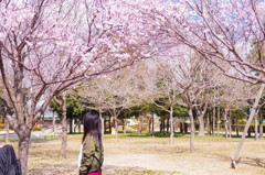 桜を見るあの子は
