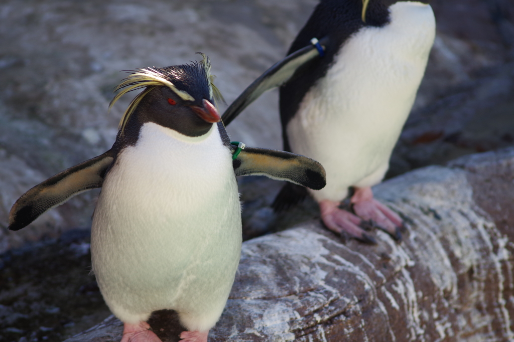 ペンギンさん