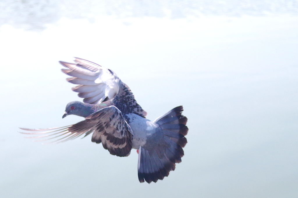 着地-Landing-