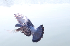着地-Landing-