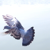 着地-Landing-