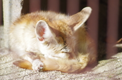 フェネックのおねんね♪