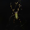 金色の虫-Golden insect-