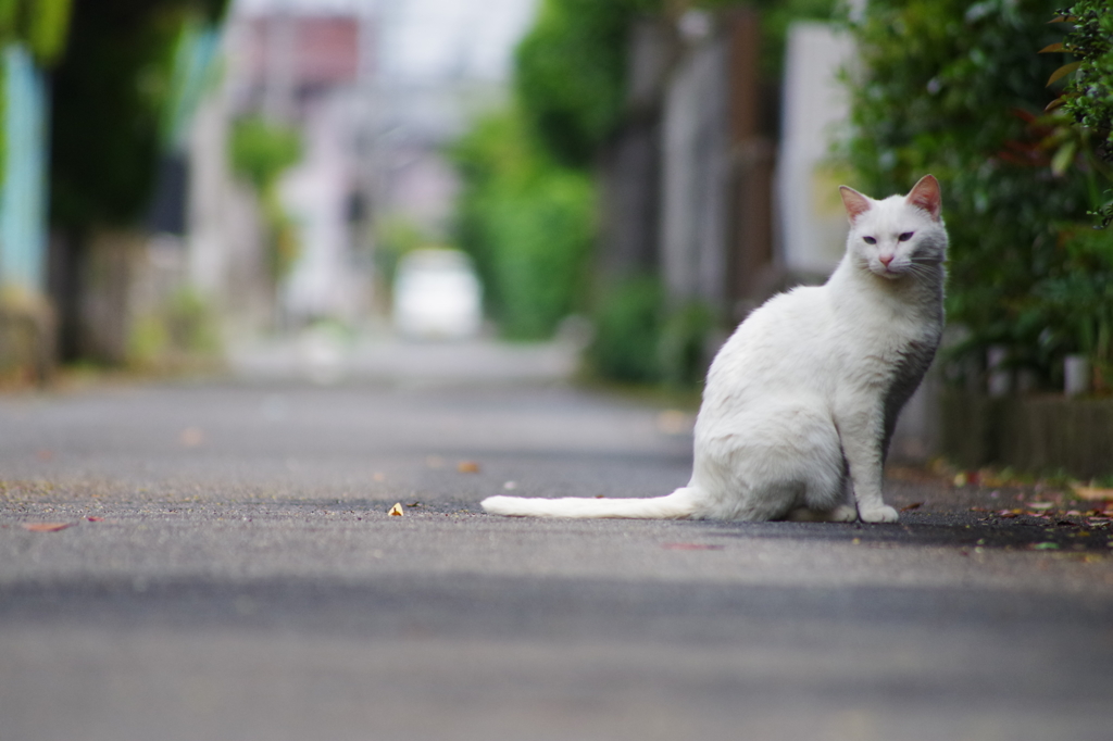 お疲れなのよ
