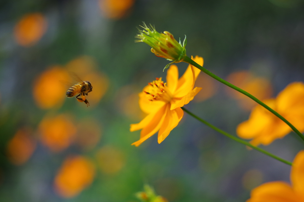 蜂蜜探し　-Looking for honey-