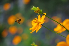 蜂蜜探し　-Looking for honey-