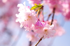 小さい虫でも花見をする。