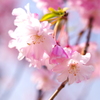 小さい虫でも花見をする。
